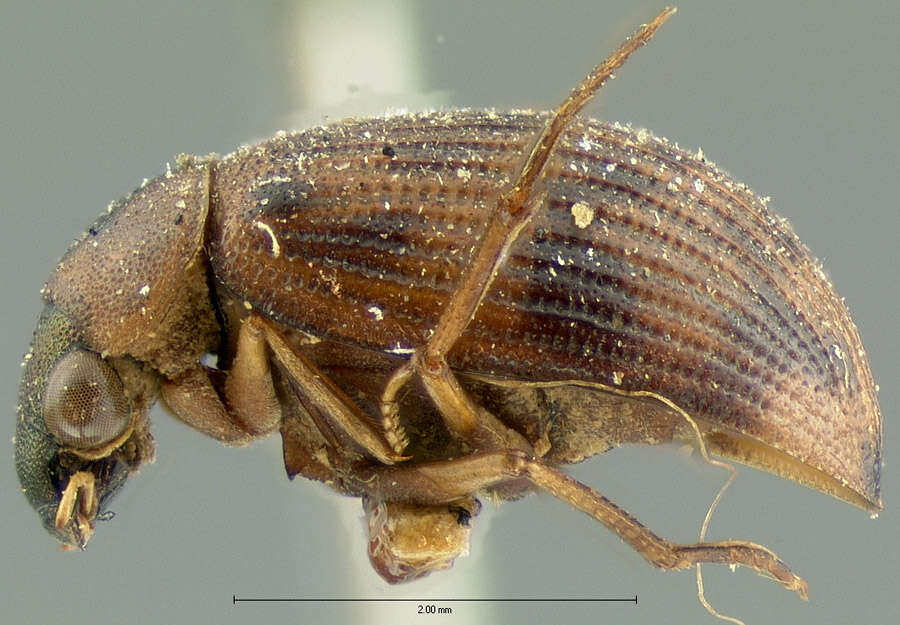 Image of Berosus (Berosus) rugulosus Horn 1873