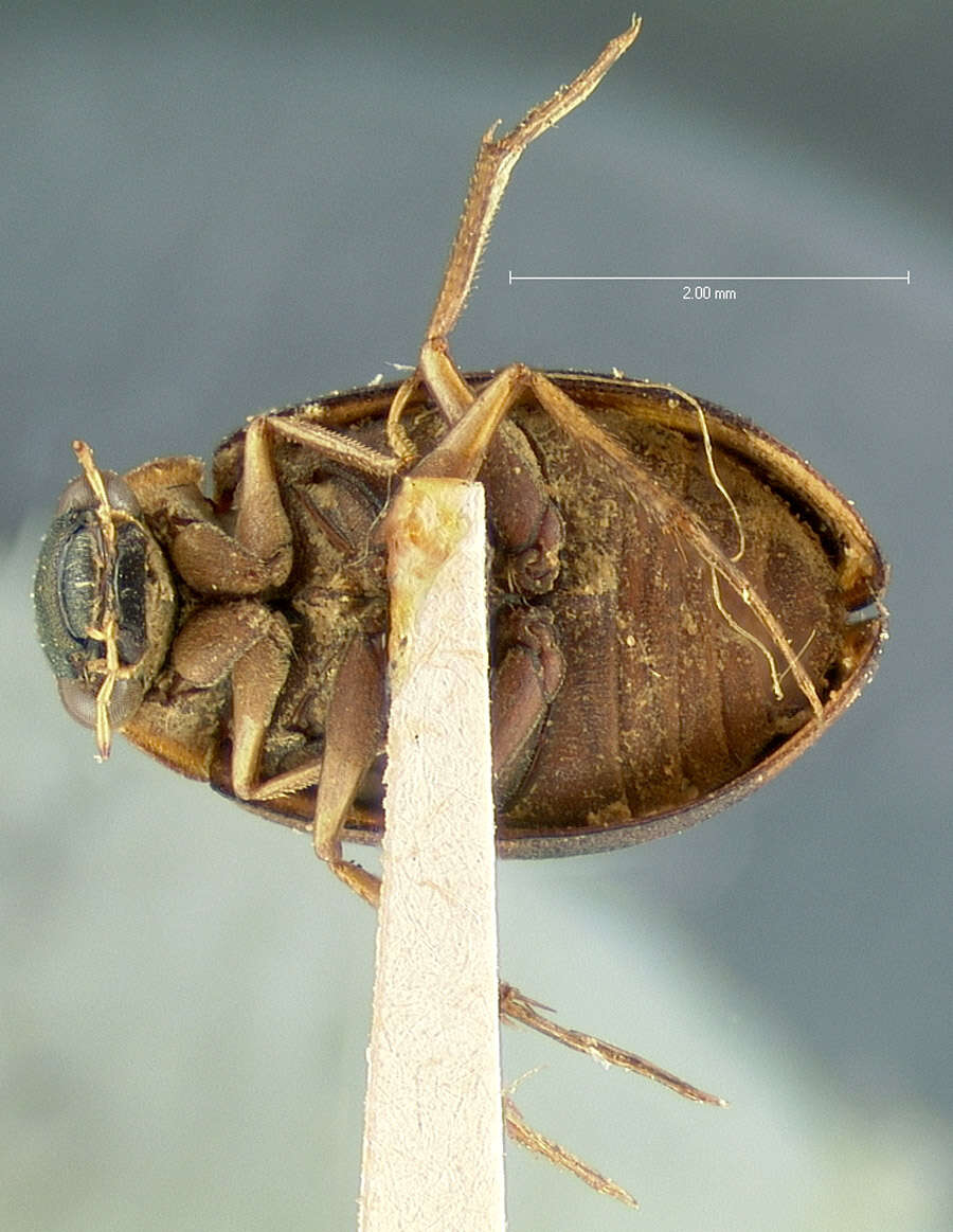 Image of Berosus (Berosus) rugulosus Horn 1873
