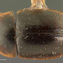 Image of Cymbiodyta dorsalis (Motschulsky 1859)