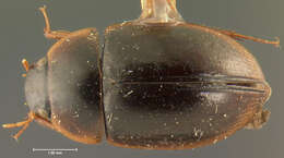 صورة Cymbiodyta dorsalis (Motschulsky 1859)