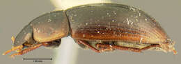 صورة Cymbiodyta dorsalis (Motschulsky 1859)