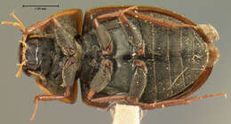 صورة Cymbiodyta dorsalis (Motschulsky 1859)