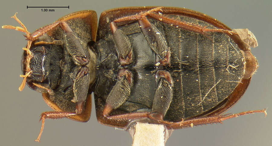 صورة Cymbiodyta dorsalis (Motschulsky 1859)