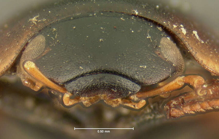 صورة Cymbiodyta dorsalis (Motschulsky 1859)