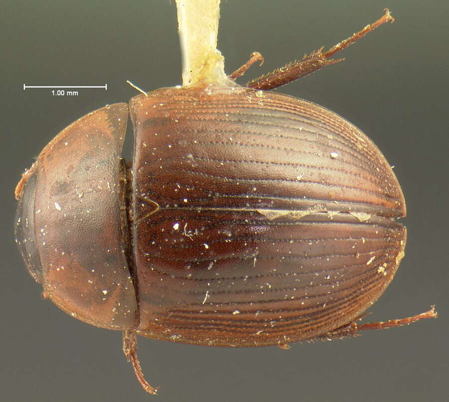Image of Cymbiodyta punctatostriata (Horn 1873)