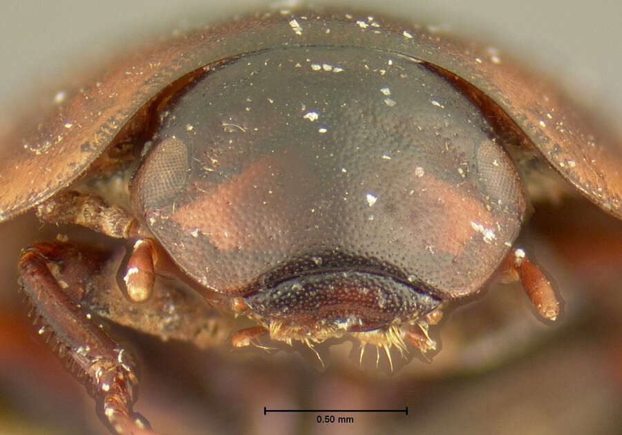 Image of Cymbiodyta punctatostriata (Horn 1873)