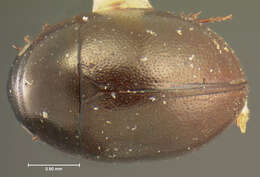 Image of Crenitis (Crenitis) rufiventris (Horn 1873)