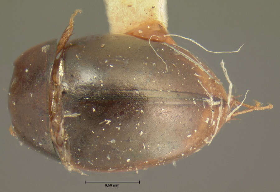 Image of Paracymus degener (Horn 1890)