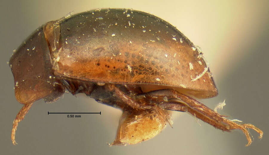 Image of Paracymus degener (Horn 1890)