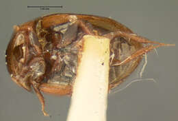 Image of Paracymus degener (Horn 1890)