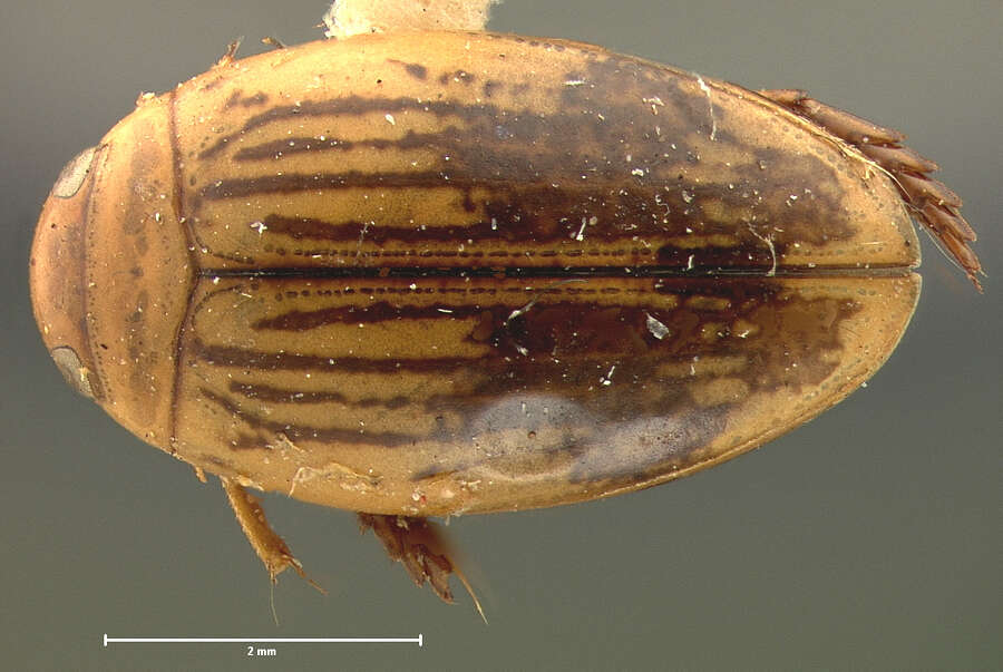 Laccophilus quadrilineatus Horn 1871 resmi