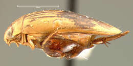 Laccophilus quadrilineatus Horn 1871 resmi