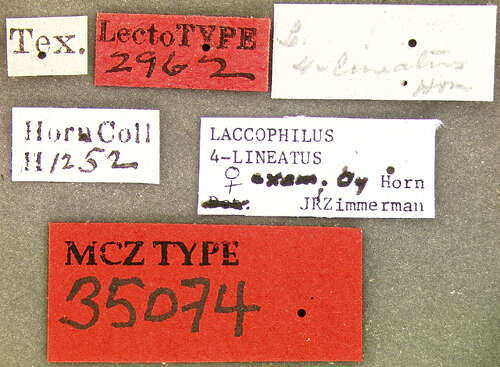 Laccophilus quadrilineatus Horn 1871 resmi