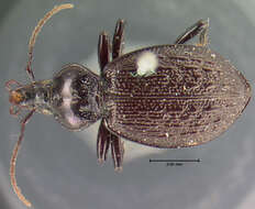 Image of Sphaeroderus nitidicollis brevoorti Le Conte 1847