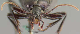 صورة Sphaeroderus nitidicollis brevoorti Le Conte 1847