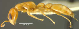 Image of Pseudomyrmex apache Creighton 1953