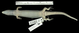 Image of Spondylurus sloanii (Daudin 1803)