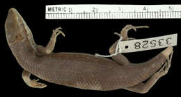 Image of Trachylepis albotaeniata (Boettger 1913)