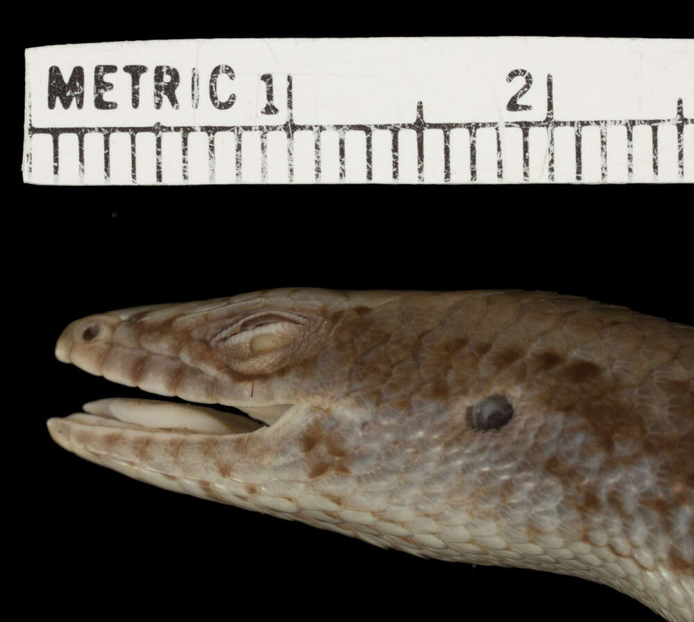 Image of Trachylepis varia (Peters 1867)