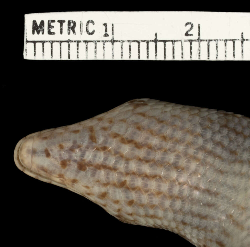 Trachylepis varia (Peters 1867) resmi