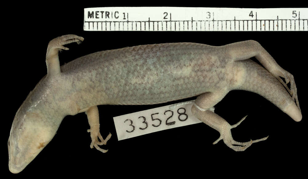 Image of Trachylepis albotaeniata (Boettger 1913)