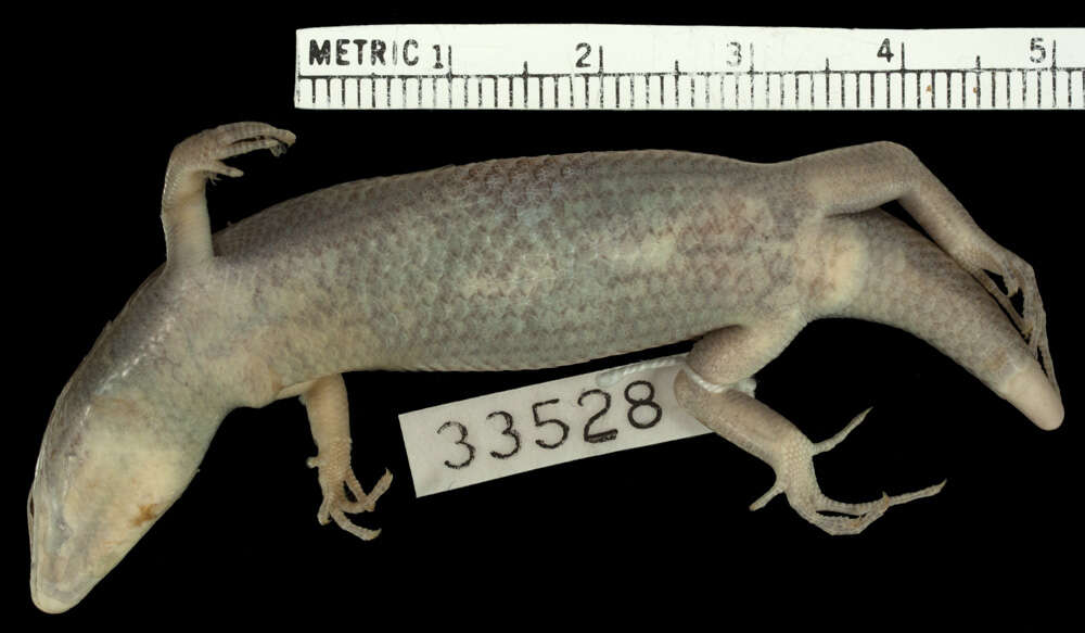 Image de Trachylepis albotaeniata (Boettger 1913)