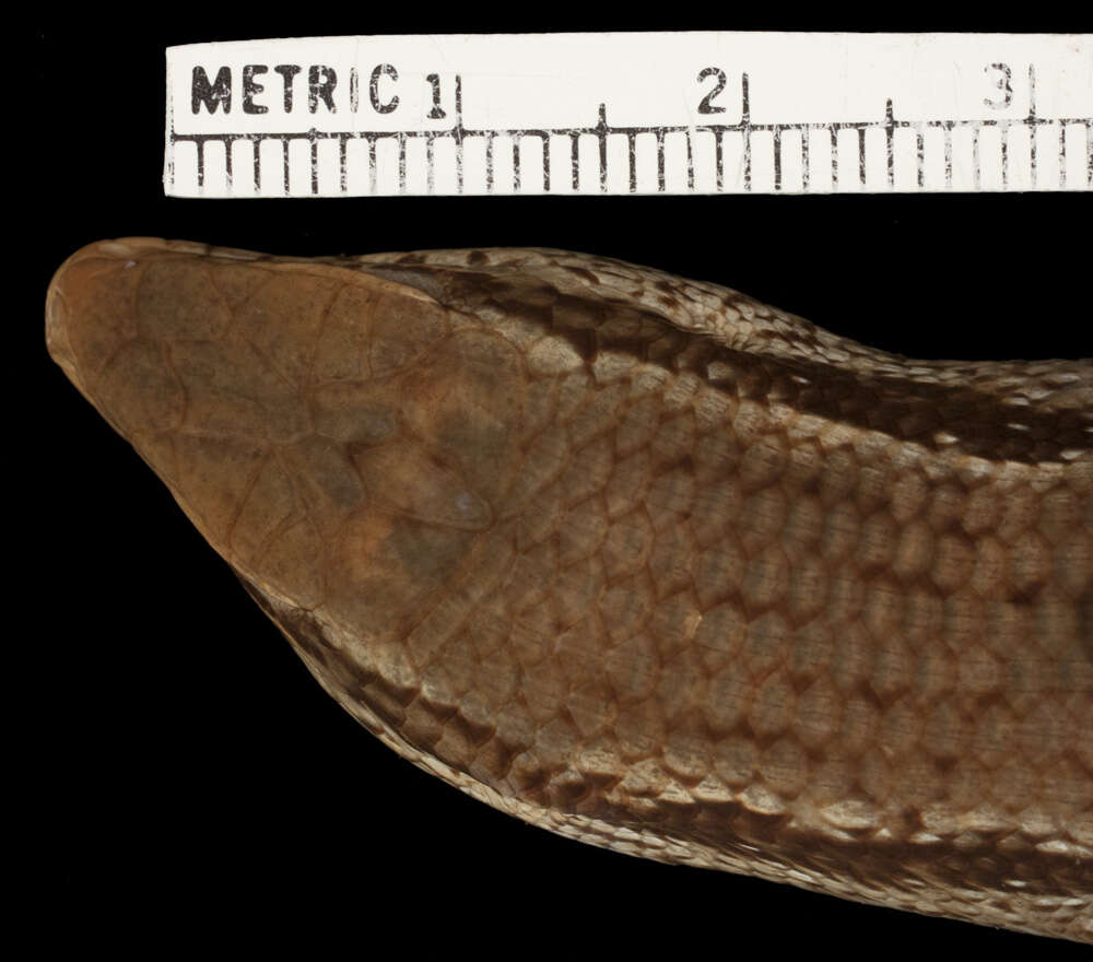 Image of Trachylepis perrotetii upembae (De Witte 1953)