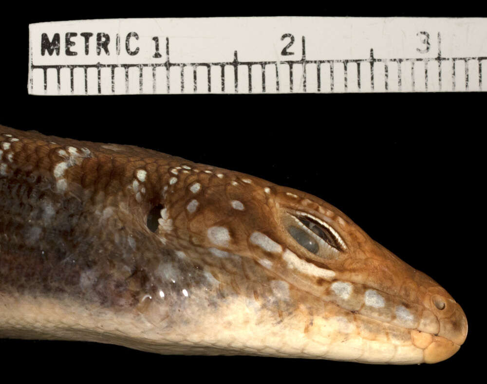 Sivun Trachylepis pulcherrima (De Witte 1953) kuva
