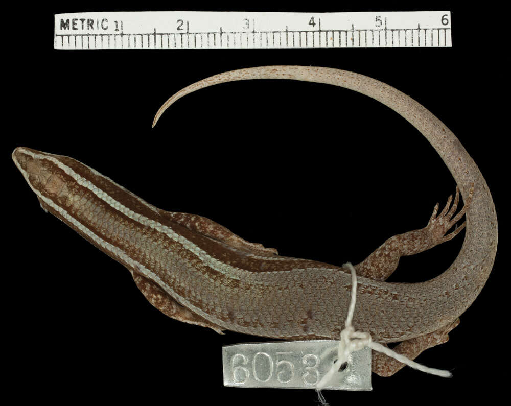 Image of Spondylurus sloanii (Daudin 1803)