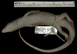 Image of Spondylurus sloanii (Daudin 1803)