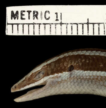 Image of Spondylurus sloanii (Daudin 1803)