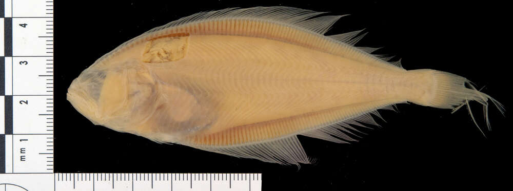 Image of Hippoglossoides