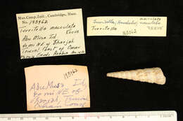 Image of Turritella maculata Reeve 1849