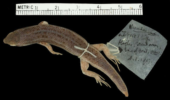 Image of Variegated Skink