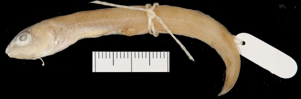 Image of Ophidion