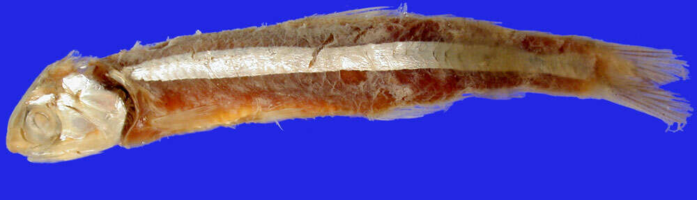 Image of Anchovy