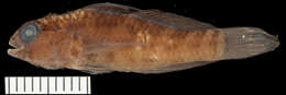 Image of Bluespotted goby