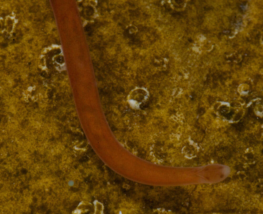 Image of Tetrastemmatidae