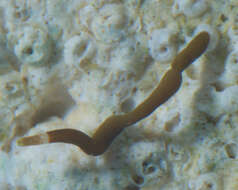 Image of Oerstediidae
