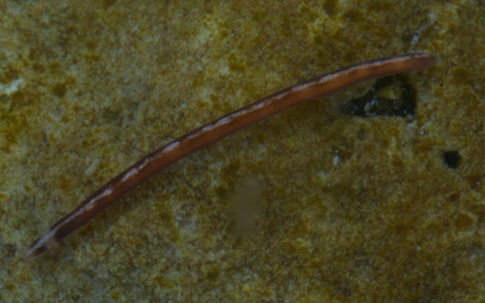 Image of Oerstediidae