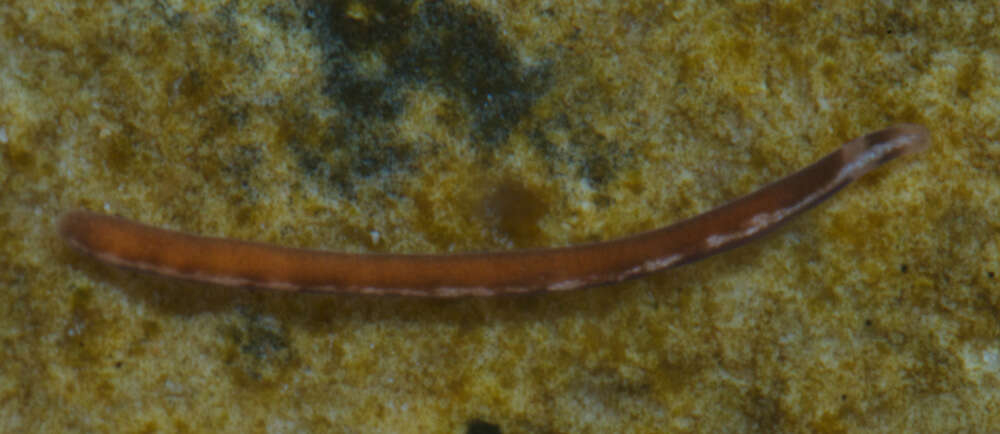 Image of Oerstediidae