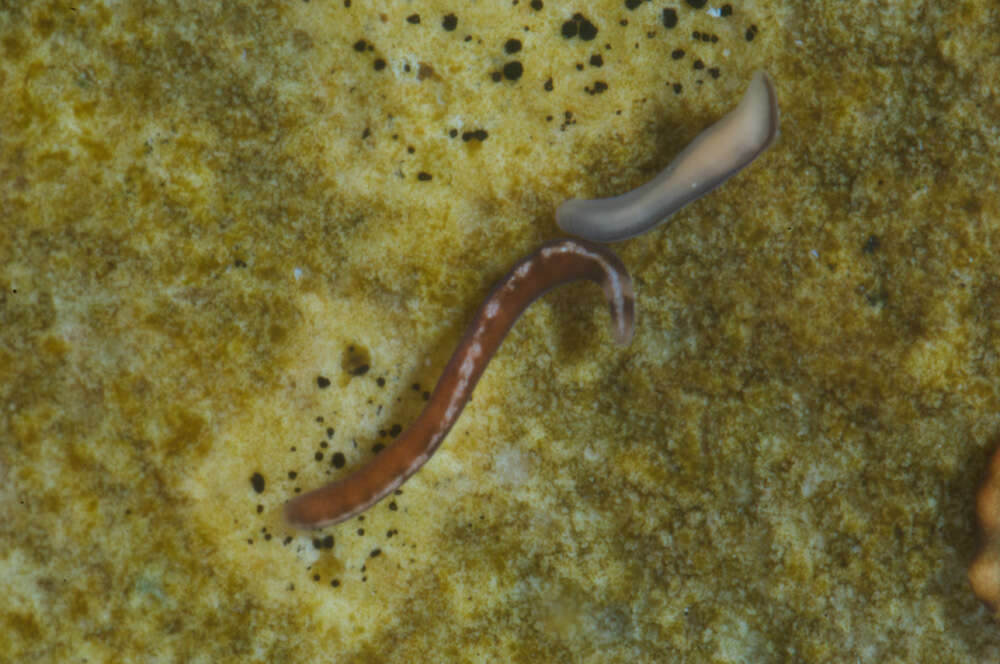 Image of Oerstediidae