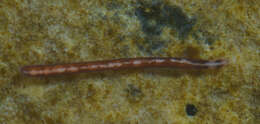 Image of Oerstediidae