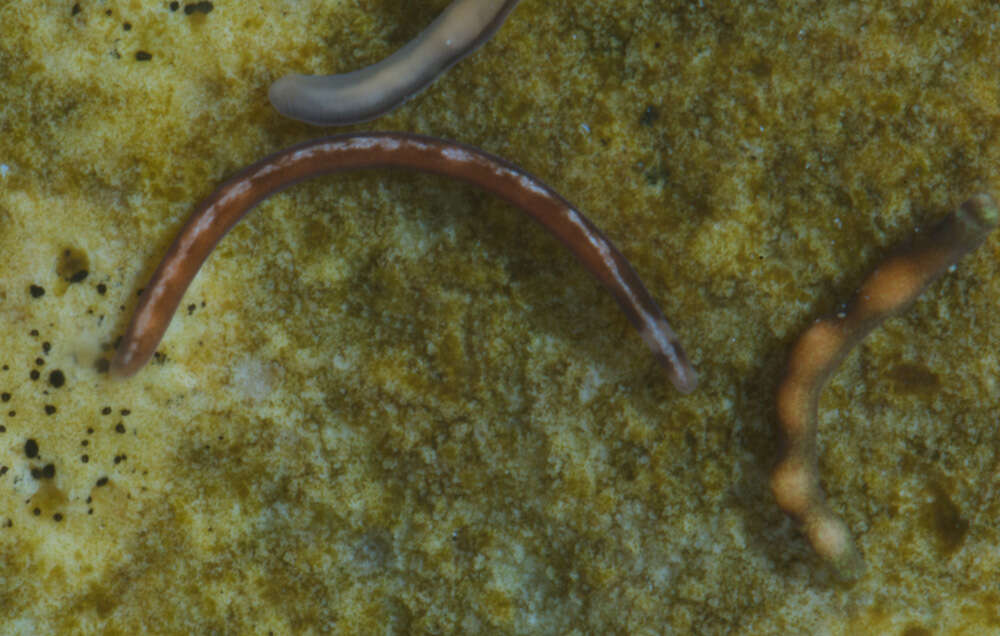 Image of Oerstediidae