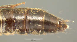 Image of Leptacinus lecontei Blackwelder 1944