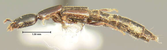 Image of Leptacinus lecontei Blackwelder 1944