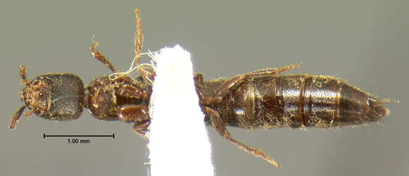 Image of Leptacinus lecontei Blackwelder 1944