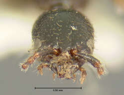 Image of Leptacinus lecontei Blackwelder 1944