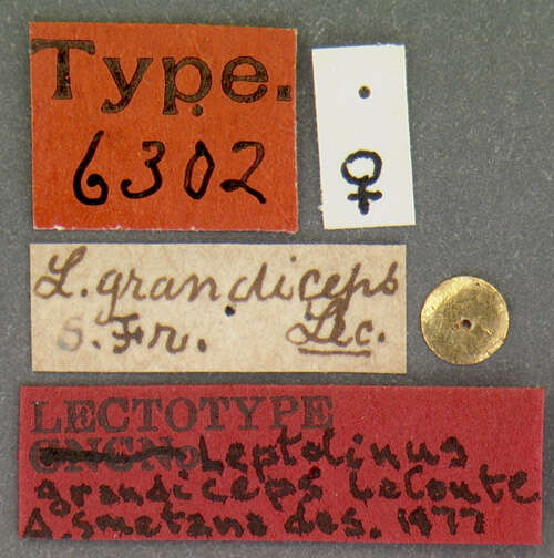 Image of Leptacinus lecontei Blackwelder 1944