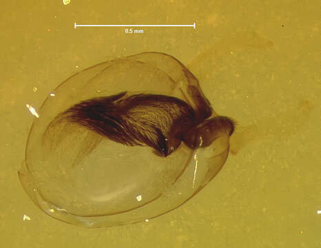 Image of Linohesperus